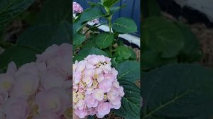 О сорте Ю энд ми лав You and me love.