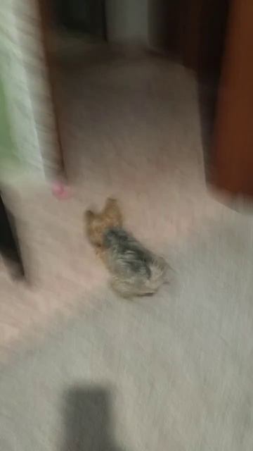 Арник#shorts смотреть онлайн