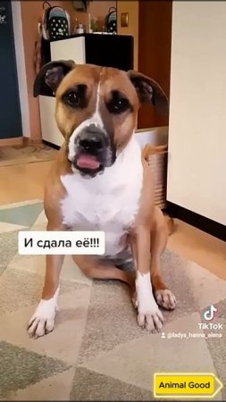 Сдала бабушку с потрохами! Говорящая собачка #приколы