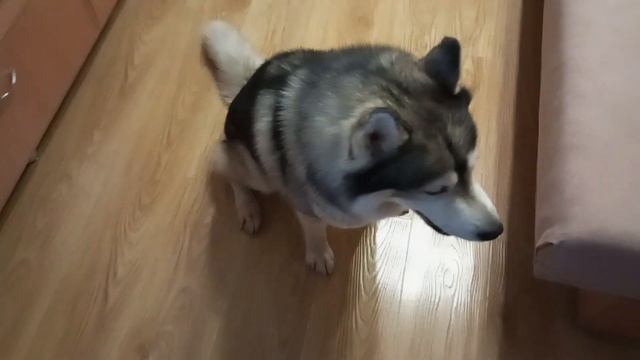 боится маленькую игрушку. смотреть онлайн