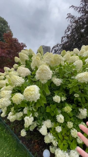 ГОРТЕНЗИИ В ЦВЕТУ!!🥰🤩БОЛЬШЕ 2,5 МЕТРОВ!КРАСОТА!!!👌#short смотреть онлайн