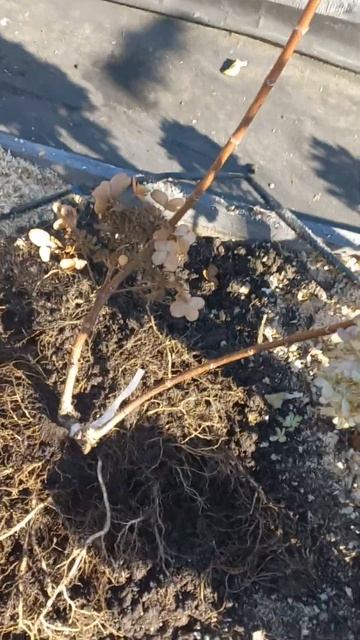 Пересаживаю гортензии именно осенью (часть 4) смотреть онлайн