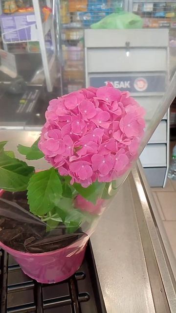 Гортензия, фоткала в магазине! смотреть онлайн