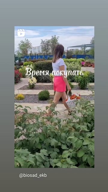 Гортензии на заказ. Каталог в шапке профиля @biosad_ekb смотреть онлайн