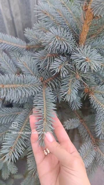 подбор растений по дендроплану для нашего проекта ск?