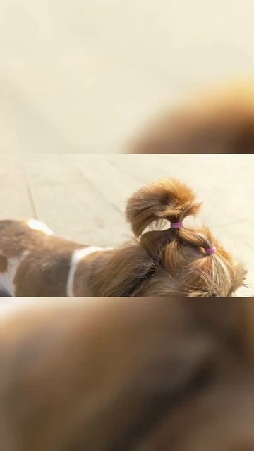 Сучка при пораде - Герда собака Ши-тцу #собака #puppy