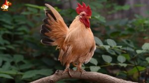 Любовь птицевода к Курочкам 🐥🐔🥚 Нежное видео 🐓 Версия (50)