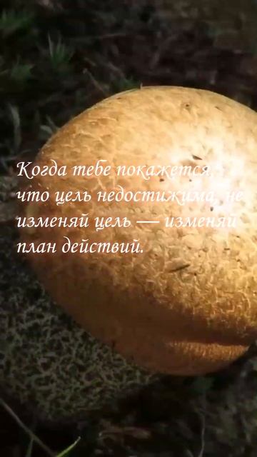 Великий Конфуций  #мудрость #высказывания #мудрыеслов? смотреть онлайн