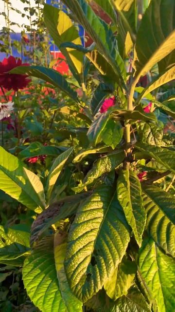 Мушмула японская, 02.09.2023, открытый грунт (loquat (Eriobotrya japoni смотреть онлайн