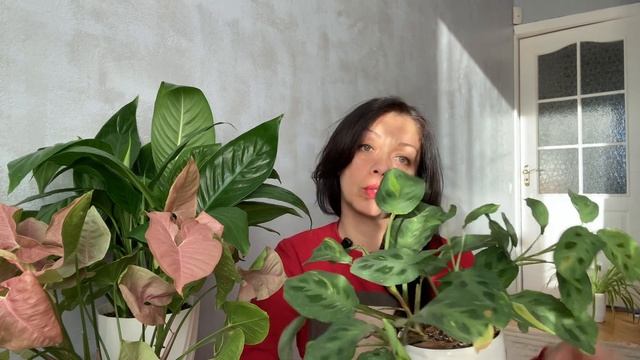Як Правильно Доглядати за Марантою в Домашніх Умовах?