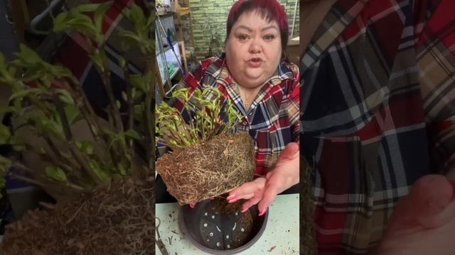 МОИ НОВЫЕ ГОРТЕНЗИИ ОТ АЛИНЫ смотреть онлайн