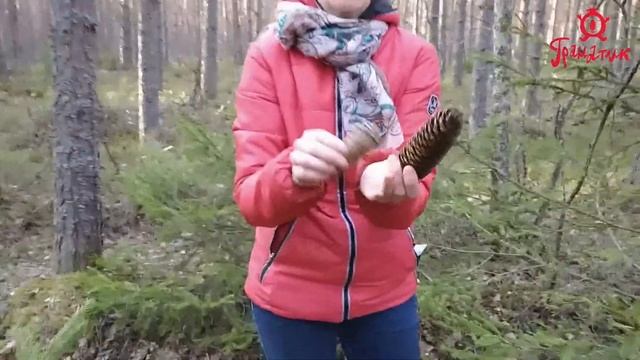 Что это за шишка? смотреть онлайн