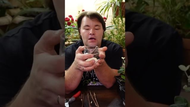 О ЧЕРЕНКОВАНИИ МЕТЕЛЬЧАТОЙ ГОРТЕНЗИИ. смотреть онлайн