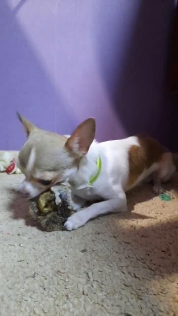 Дени ест говяжье ухо смотреть онлайн