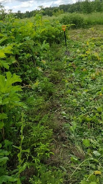 Второй год борьбы с борщевиком Сосновского. Обзор уча?