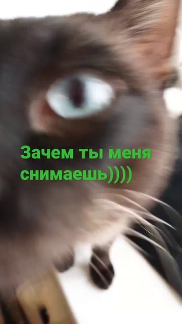 Арник коте)) смотреть онлайн