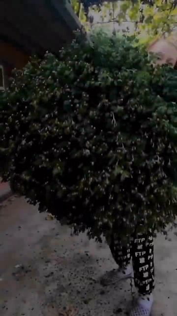 И в 1,5 л горшках можно выращивать огромные полусферы.С? смотреть онлайн