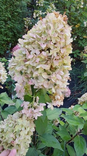 Гортензія волотиста Скайфол / Skyfall #саджанцігортензії смотреть онлайн