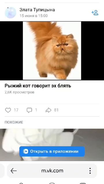 Кот говорит эх Бл#ть смотреть онлайн