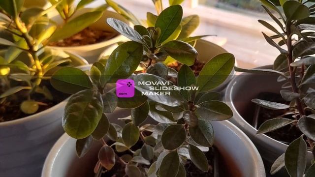 Рододендрон (Rhododendron) смотреть онлайн