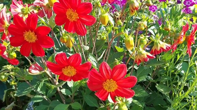 Flowers of August || Цветы августа в первой половине месяца || Ful смотреть онлайн