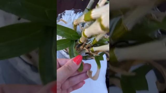 Решила пересадить дендробиумы shortvideo