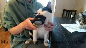 Как причесать кота или кошку?Или кто кого причешет?)