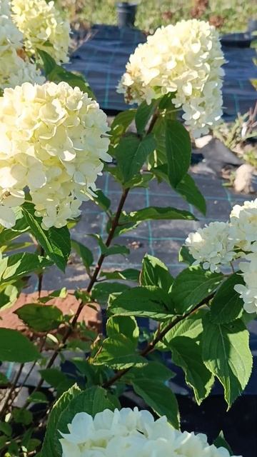 Гортензия/ hydrangea pan. Little lime. смотреть онлайн