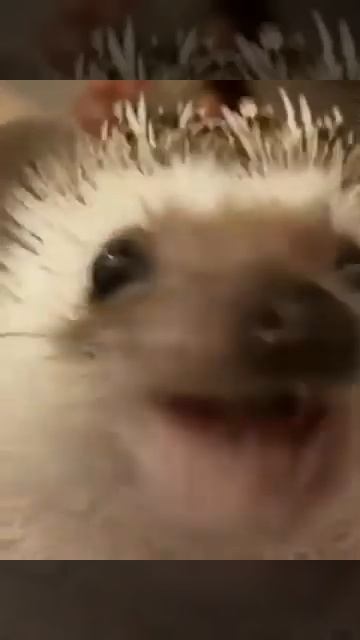 Боярышник форте эвалар смотреть онлайн