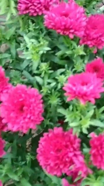 Астра альпійська смотреть онлайн