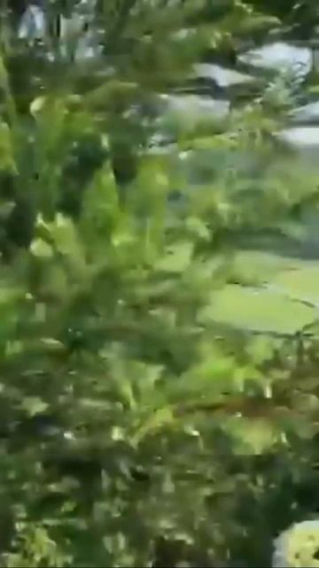 #azores #islands #hydrangea #macrophylla #гортензия #hortensia #nature #shorts #горте смотреть онлайн