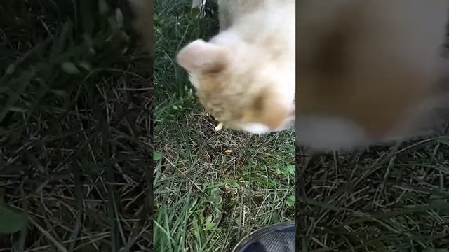 Кот ест сушки смотреть онлайн