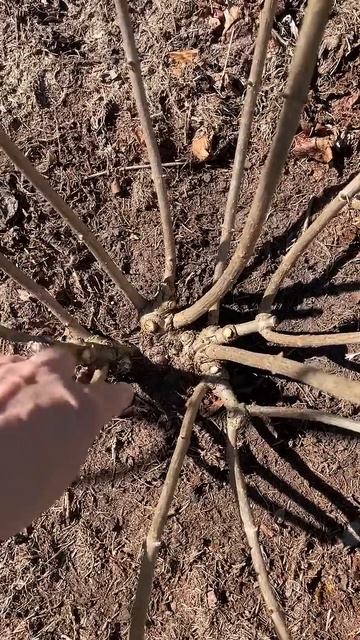 Тест на проверку правильности обрезки метельчатых #gar смотреть онлайн