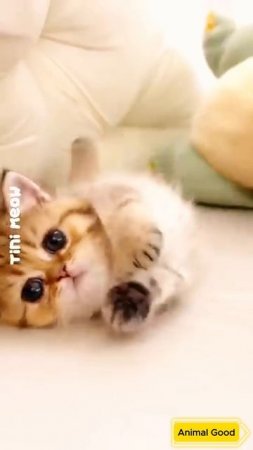 #собаки #кошки #приколы ❤️🐾
