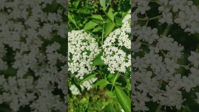 Краса для всіх! #шортс #українськийютуб #канада #україн смотреть онлайн