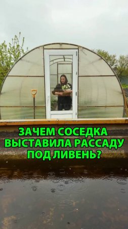 Зачем соседка выставила рассаду под ливень?
