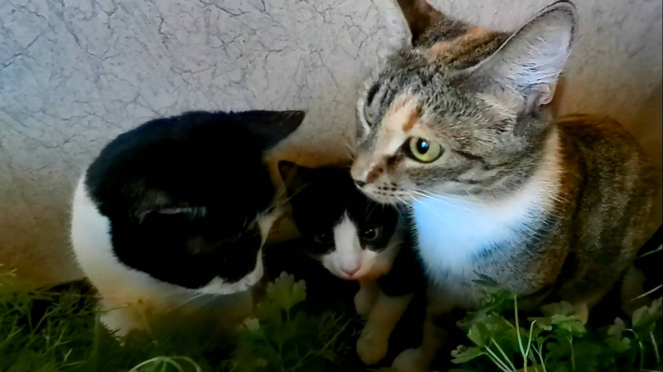 Котики в кустах. Милые котята делают кусь!)