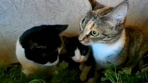 Котики в кустах. Милые котята делают кусь!)