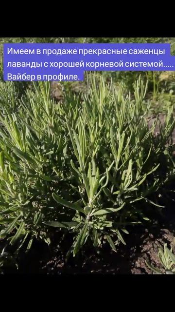 Саженцы лаванды... смотреть онлайн