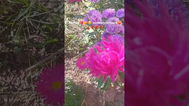 #астра #подпишись #nature #осень #любимоехобби #садмечты_с? смотреть онлайн