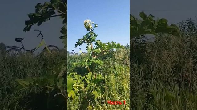 Убиваем борщевик смотреть онлайн