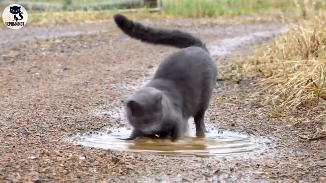 ✔ Эти 5 пород кошек почти не линяют и ничем не пахнут. В
