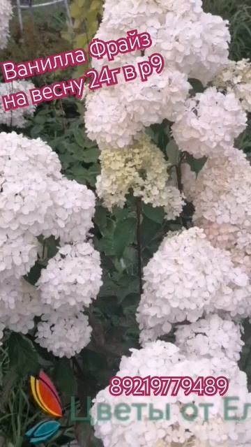 заказать можно через WhatsApp 89219779489 смотреть онлайн