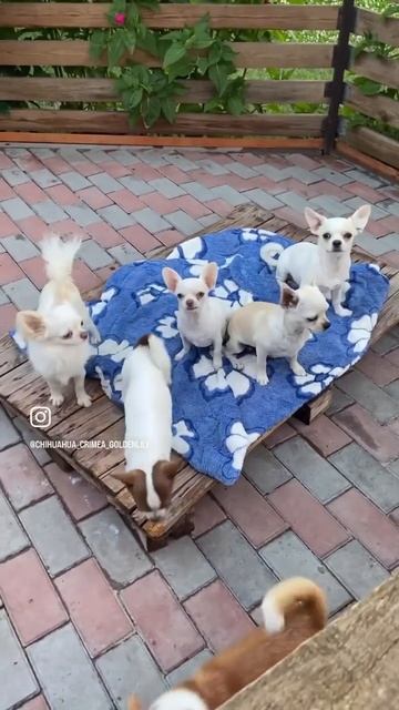 Чихо банда мальчишек #купитьщенкачихуахуа , есть дост? смотреть онлайн