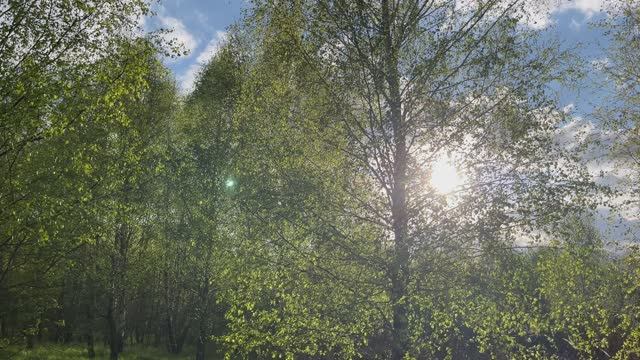 Иволга (В этой роще березовой) - песня Победы