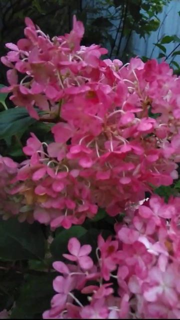 Гортензия осенью.Королева сада. смотреть онлайн