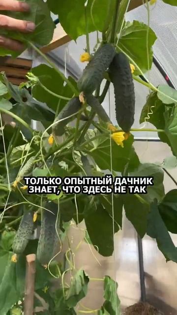 Только опытный дачник знает, что здесь не так #дача #ог? смотреть онлайн