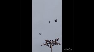 Торцовые голуби Регулярного ВИ