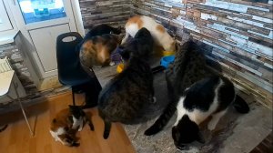 Кормим своих котов и кошек вкусняшками)Коты на столе или это не коты)