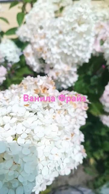 Цветение гортензии Ванилы Фрайз #VanilaFraiz#Rayvderevenke смотреть онлайн